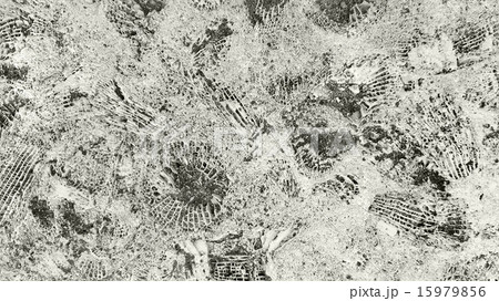 Stone texture with fossils 15979856