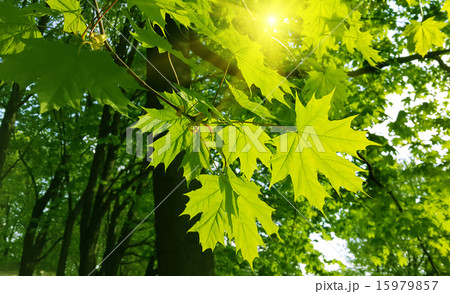 Beautiful spring leaves of maple tree and sunlight 15979857