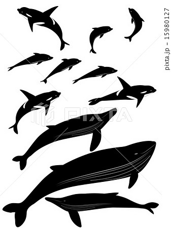 イルカ クジラ シャチ シルエットのイラスト素材