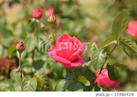 薔薇 マリア・カラス 薔薇 マリア・カラス 15980426