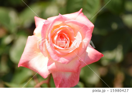 薔薇　ダイアナ・プリンセス・オブ・ウェールズ 15980427