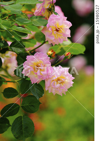 薔薇 薔薇 15980527