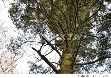 モミの木 モミの木 15980596