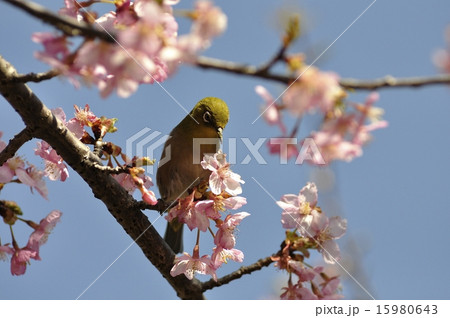 メジロと河津桜 メジロと河津桜 15980643