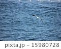 海とかもめ 15980728