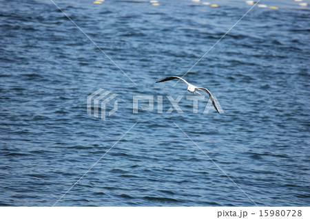 海とかもめ 15980728