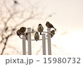 すずめの集い 15980732