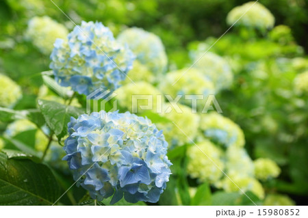 あじさい あじさい 15980852