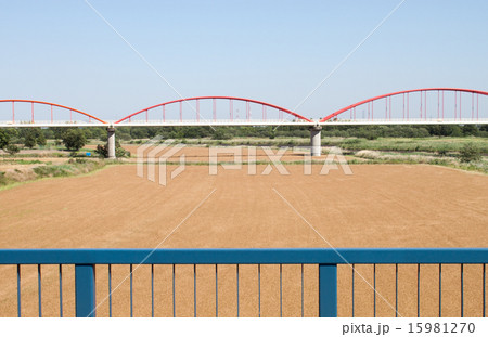 荒川河川敷の麦秋　2015 15981270