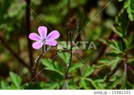 ヒメフウロ 15981335