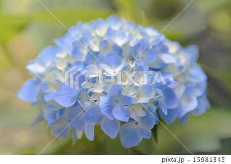 アジサイの花 15981345