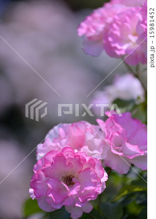 ピンクの薔薇 ピンクの薔薇 15981452