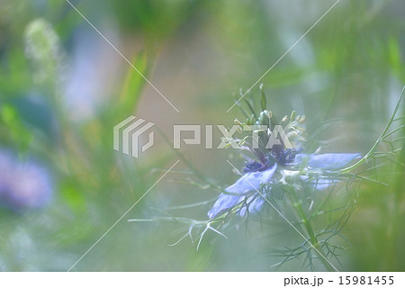 青のニゲラ 青のニゲラ 15981455