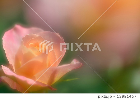 オレンジの芳香 オレンジの芳香 15981457