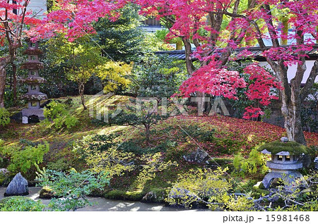 泉涌寺 御座所庭園 紅葉 15981468