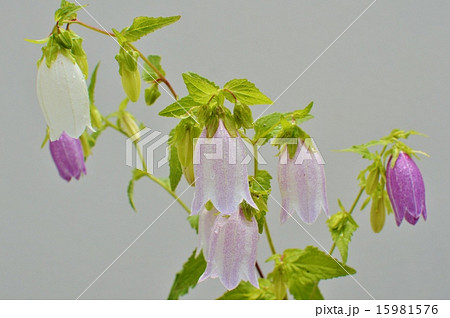 ホタルブクロ 15981576