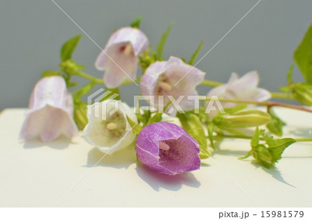 ホタルブクロ 15981579