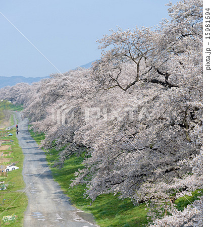 view of cherry blossoms at The Hitome Senbonzakura view of cherry blossoms at The Hitome Senbonzakura 15981694
