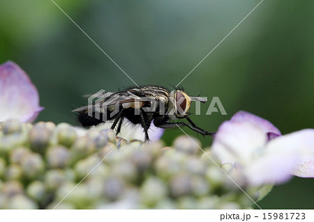 ハエ ハエ 15981723