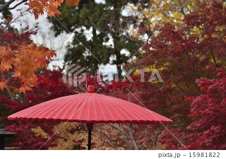 紅葉と野点傘 15981822