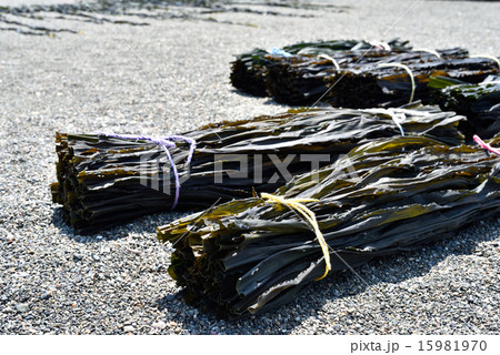 昆布 昆布 15981970