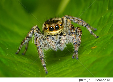 jumping spider 15982248