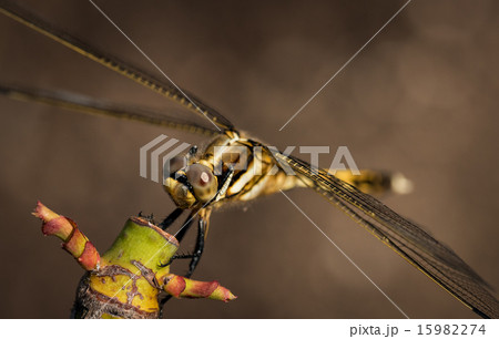 塩辛蜻蛉♀ 塩辛蜻蛉♀ 15982274