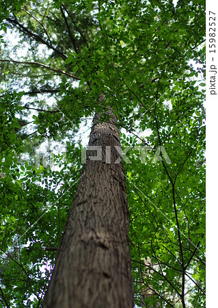 森の中の木を見上げる 15982527