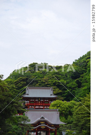 鶴岡八幡宮 15982799