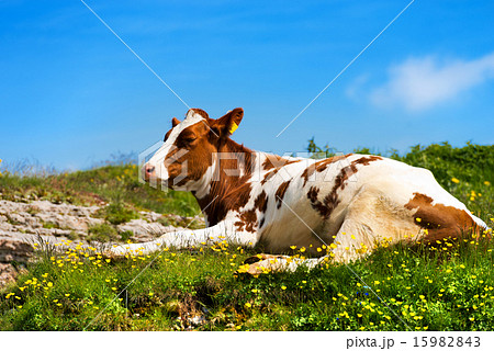 Calf on a Mountain Summer Pasture 15982843