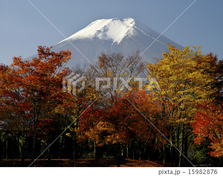 紅葉と富士山 15982876