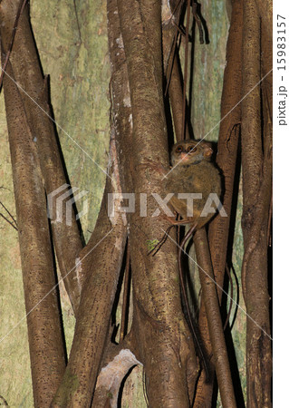 Tarsius indonesian endemic small nocturnal monkey Tarsius indonesian endemic small nocturnal monkey 15983157