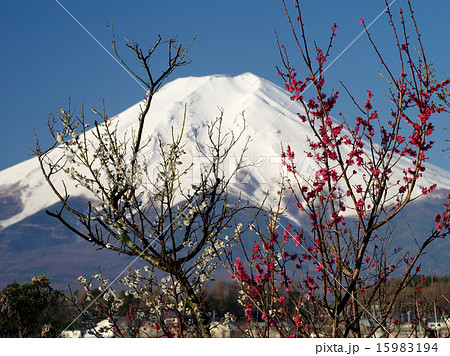 梅の花と富士 梅の花と富士 15983194