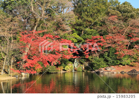 京都　秋の仙洞御所　南池　 15983205