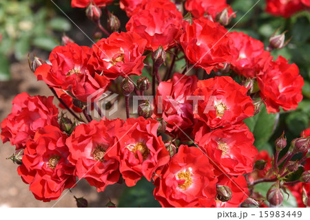 バラ　赤　集まり　 15983449