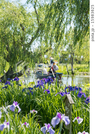 佐原　あやめ祭り 15983625