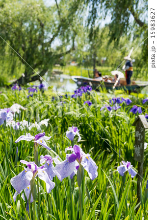 佐原　あやめ祭り 15983627