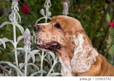 Dog puppy cocker spaniel portrait looking at you Dog puppy cocker spaniel portrait looking at you 15983742
