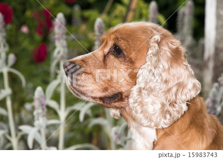 Dog puppy cocker spaniel portrait looking at you Dog puppy cocker spaniel portrait looking at you 15983743