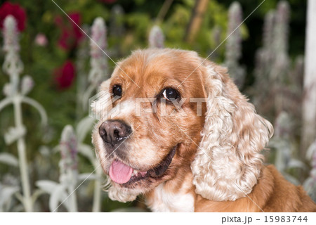 Dog puppy cocker spaniel portrait looking at you 15983744