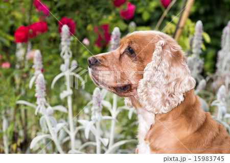 Dog puppy cocker spaniel portrait looking at you Dog puppy cocker spaniel portrait looking at you 15983745