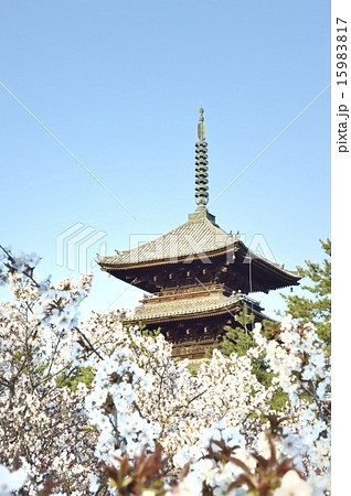 仁和寺 五重塔 御室桜 15983817