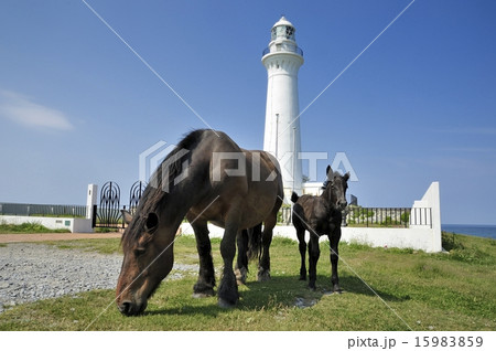 寒立馬の親子 寒立馬の親子 15983859