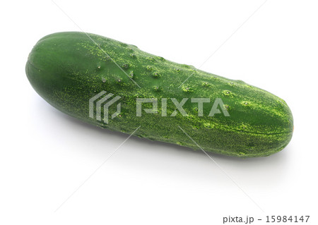 加賀太キュウリ 15984147