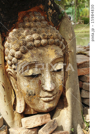Ancient Buddhism head in root Ancient Buddhism head in root 15984830