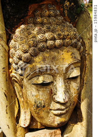 Head of wood Buddha in The Tree Roots, Thailand Head of wood Buddha in The Tree Roots, Thailand 15984831