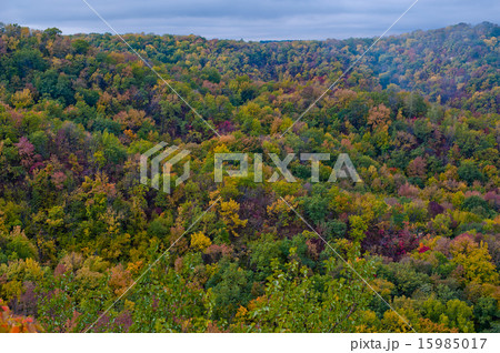 Nice Forest in a Autumn 15985017