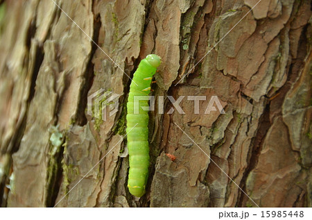 ガンバレ 青虫の鮮やかな緑 蝶々の幼虫 の写真素材