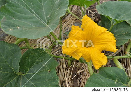 家庭菜園（南瓜・かぼちゃ） 15986158