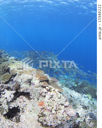 沖縄・西表島の多種多様なサンゴ達とノコギリダイの群れ 15986222